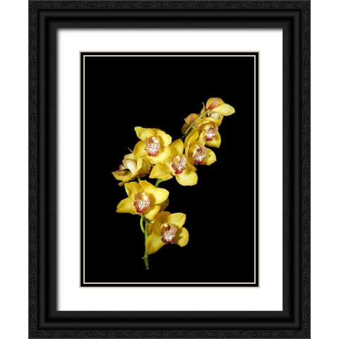 Cymbidium Black Ornate Wood Framed Art Print with Double Matting by Stalowy, John