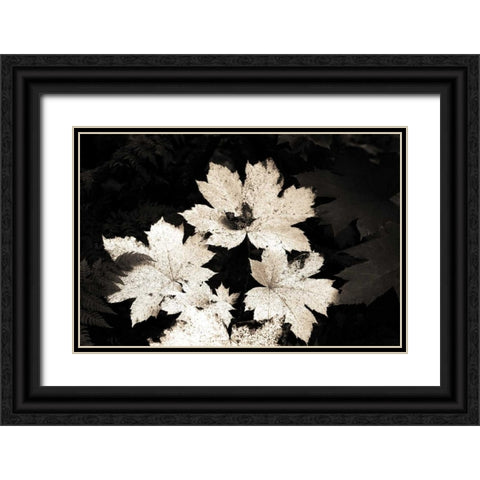 Ground Maple Black Ornate Wood Framed Art Print with Double Matting by Stalowy, John