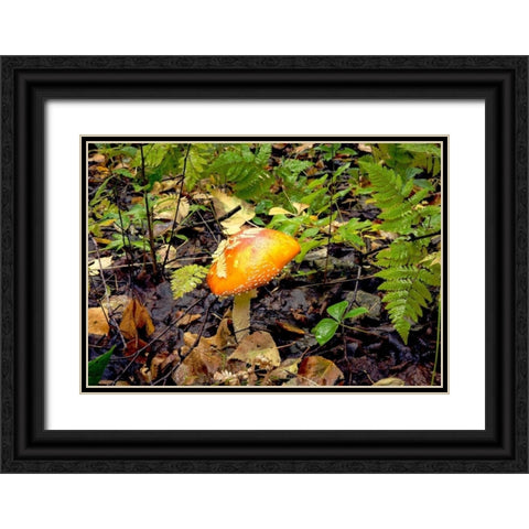 Mushroom 2 Black Ornate Wood Framed Art Print with Double Matting by Stalowy, John