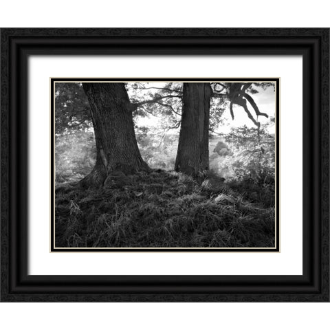 The Mighty Oak Black Ornate Wood Framed Art Print with Double Matting by Henson, Martin