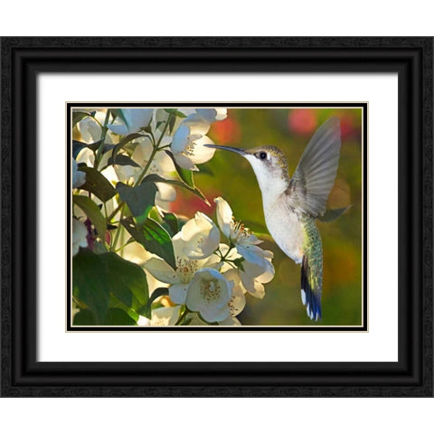 The Flower Dance II Black Ornate Wood Framed Art Print with Double Matting by Robertson, Leda