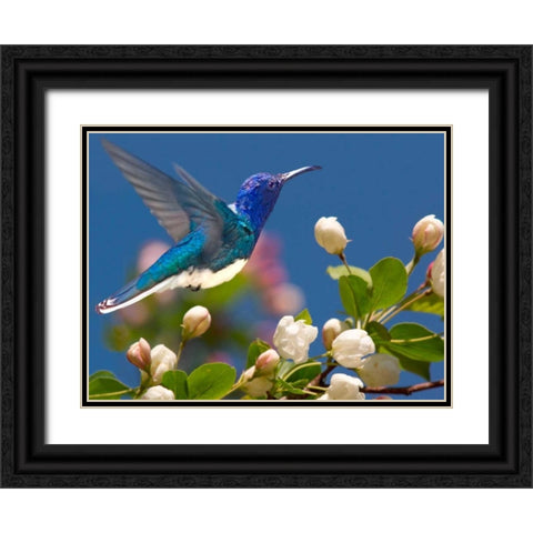 The Flower Dance XIV Black Ornate Wood Framed Art Print with Double Matting by Robertson, Leda