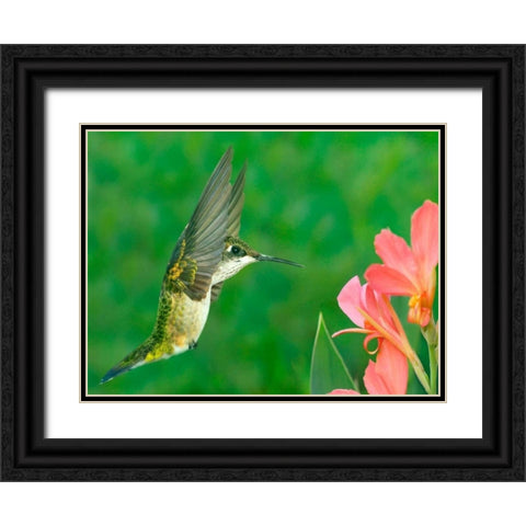 The Flower Dance XV Black Ornate Wood Framed Art Print with Double Matting by Robertson, Leda