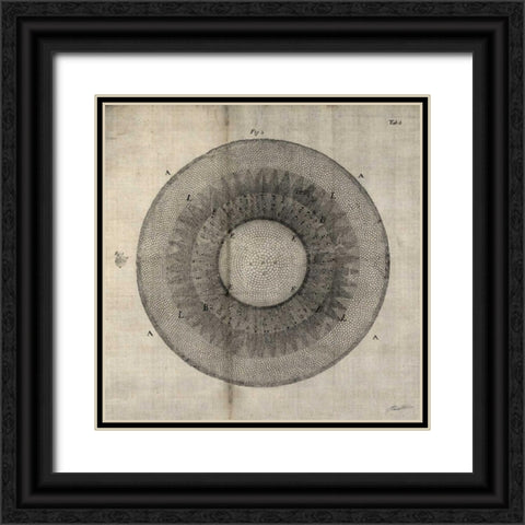 Cross Cut II Black Ornate Wood Framed Art Print with Double Matting by Butler, John