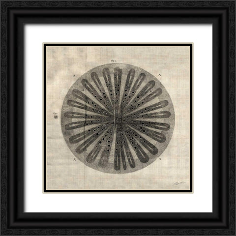 Cross Cut III Black Ornate Wood Framed Art Print with Double Matting by Butler, John