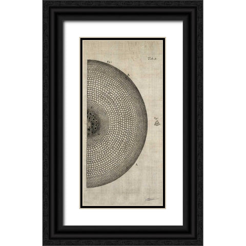 Cross Cut I Right Black Ornate Wood Framed Art Print with Double Matting by Butler, John