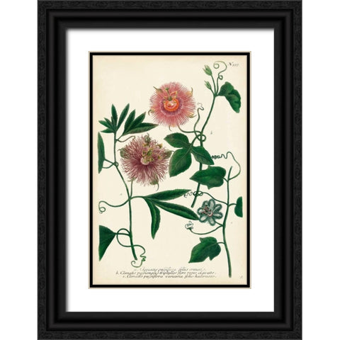 Antique Passion Flower I Black Ornate Wood Framed Art Print with Double Matting by Weinmann