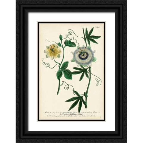 Antique Passion Flower II Black Ornate Wood Framed Art Print with Double Matting by Weinmann