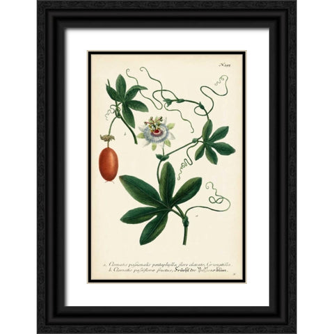 Antique Passion Flower III Black Ornate Wood Framed Art Print with Double Matting by Weinmann