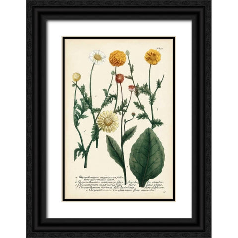 Saffron Garden II Black Ornate Wood Framed Art Print with Double Matting by Weinmann