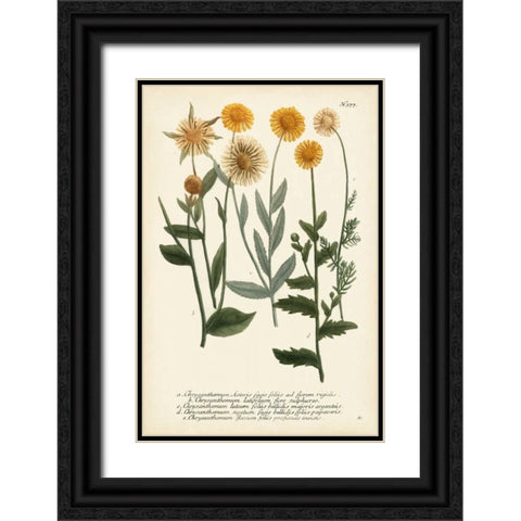 Saffron Garden III Black Ornate Wood Framed Art Print with Double Matting by Weinmann