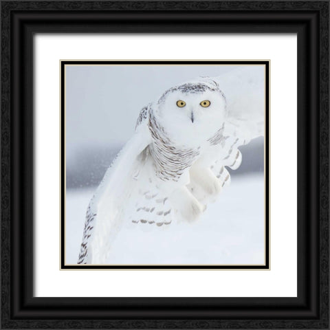 Owl in Flight I Black Ornate Wood Framed Art Print with Double Matting by Burchett, PH