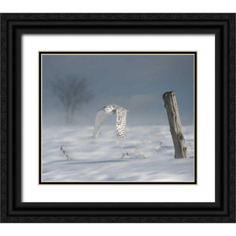 Owl in Flight VI Black Ornate Wood Framed Art Print with Double Matting by Burchett, PH
