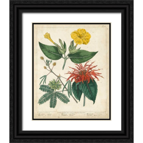 Summer Beauties I Black Ornate Wood Framed Art Print with Double Matting by Edwards, Sydenham