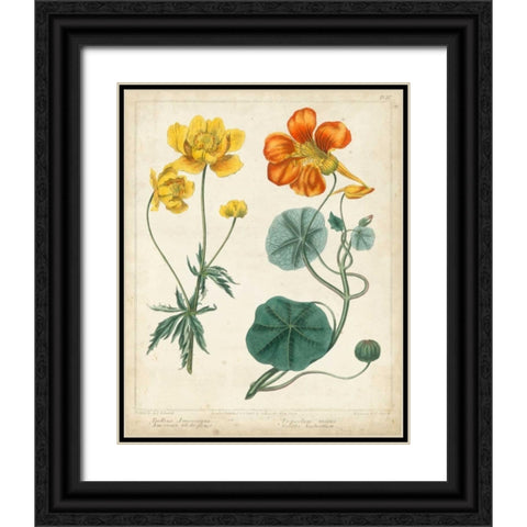 Summer Beauties II Black Ornate Wood Framed Art Print with Double Matting by Edwards, Sydenham