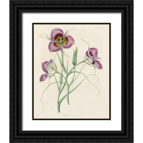 Lavender Blooms I Black Ornate Wood Framed Art Print with Double Matting by Unknown