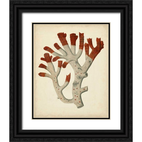 Antique Red Coral VI Black Ornate Wood Framed Art Print with Double Matting by Vision Studio