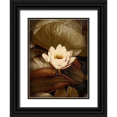Lily Pad Single Black Ornate Wood Framed Art Print with Double Matting by Perry, Rachel