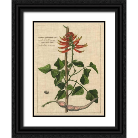 Botanical Study on Linen IV Black Ornate Wood Framed Art Print with Double Matting by Vision Studio