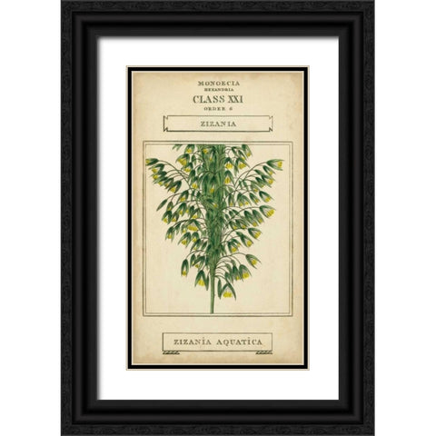 Linnaean Botany I Black Ornate Wood Framed Art Print with Double Matting by Vision Studio