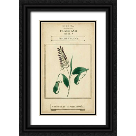 Linnaean Botany II Black Ornate Wood Framed Art Print with Double Matting by Vision Studio