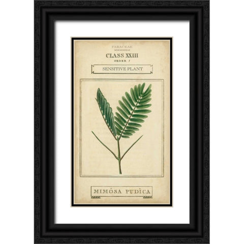 Linnaean Botany IV Black Ornate Wood Framed Art Print with Double Matting by Vision Studio