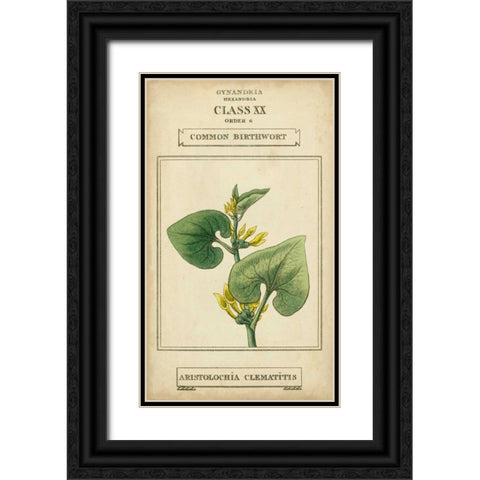 Linnaean Botany V Black Ornate Wood Framed Art Print with Double Matting by Vision Studio