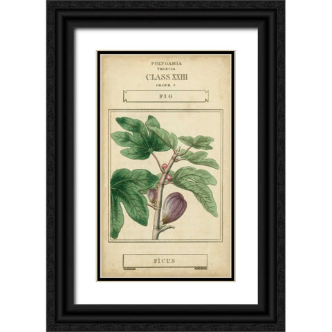 Linnaean Botany VI Black Ornate Wood Framed Art Print with Double Matting by Vision Studio