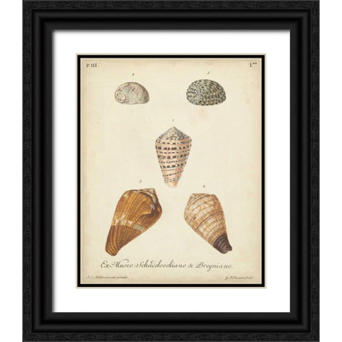 Antique Knorr Shells I Black Ornate Wood Framed Art Print with Double Matting by Knorr