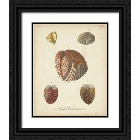 Antique Knorr Shells II Black Ornate Wood Framed Art Print with Double Matting by Knorr