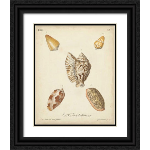 Antique Knorr Shells III Black Ornate Wood Framed Art Print with Double Matting by Knorr