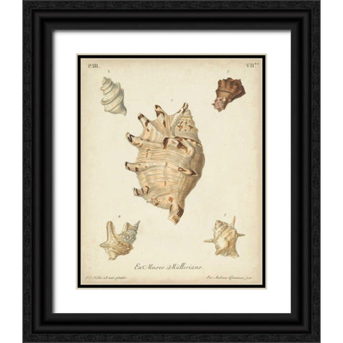 Antique Knorr Shells IV Black Ornate Wood Framed Art Print with Double Matting by Knorr