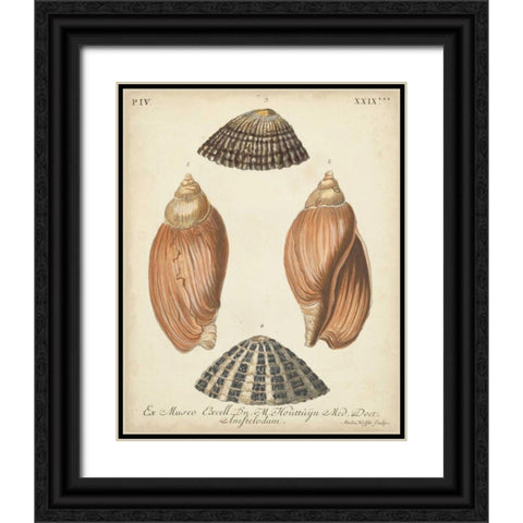 Antique Knorr Shells V Black Ornate Wood Framed Art Print with Double Matting by Knorr