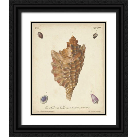 Antique Knorr Shells VI Black Ornate Wood Framed Art Print with Double Matting by Knorr