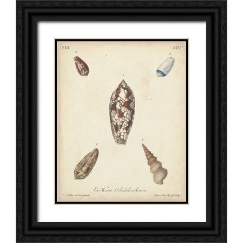 Antique Knorr Shells VII Black Ornate Wood Framed Art Print with Double Matting by Knorr