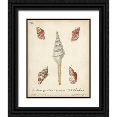 Antique Knorr Shells IX Black Ornate Wood Framed Art Print with Double Matting by Knorr