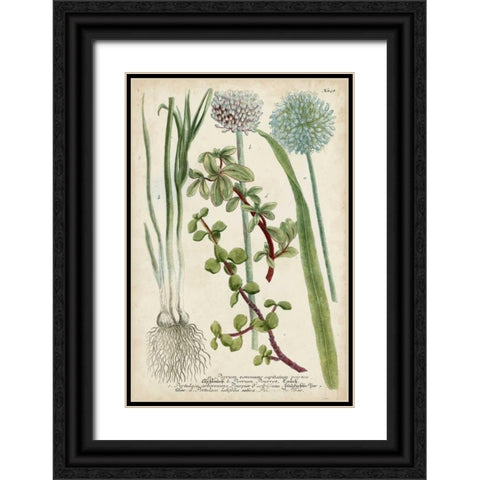Allium Black Ornate Wood Framed Art Print with Double Matting by Weinmann