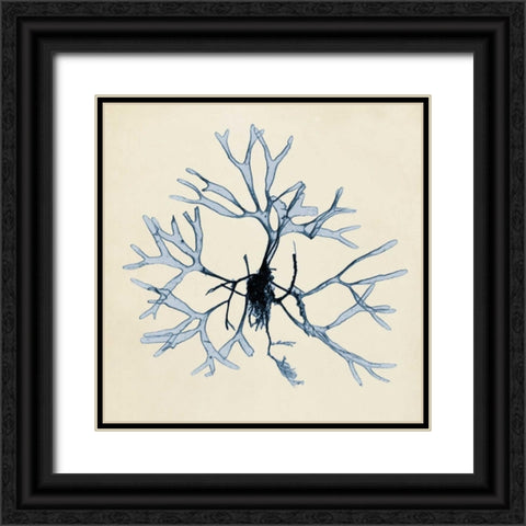 Coastal Seaweed II Black Ornate Wood Framed Art Print with Double Matting by Vision Studio