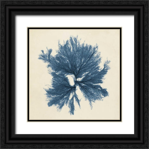 Coastal Seaweed V Black Ornate Wood Framed Art Print with Double Matting by Vision Studio