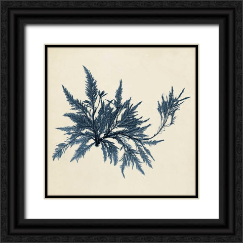 Coastal Seaweed VII Black Ornate Wood Framed Art Print with Double Matting by Vision Studio