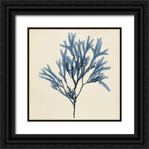 Coastal Seaweed VIII Black Ornate Wood Framed Art Print with Double Matting by Vision Studio