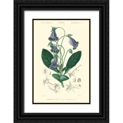 Embellished Floral Botanique I Black Ornate Wood Framed Art Print with Double Matting by DOrbigny, N.Charles