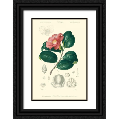 Embellished Floral Botanique II Black Ornate Wood Framed Art Print with Double Matting by DOrbigny, N.Charles