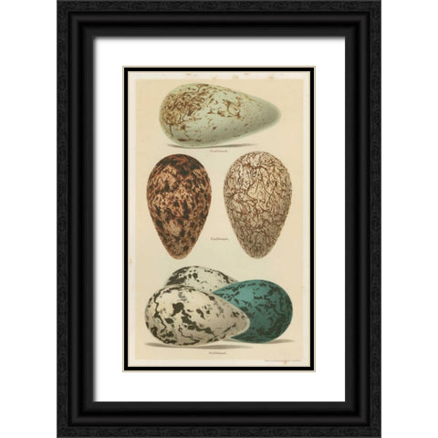Antique Bird Egg Study I Black Ornate Wood Framed Art Print with Double Matting by Seehohm, Henry