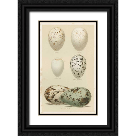 Antique Bird Egg Study II Black Ornate Wood Framed Art Print with Double Matting by Seehohm, Henry