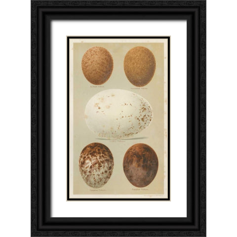 Antique Bird Egg Study III Black Ornate Wood Framed Art Print with Double Matting by Seehohm, Henry