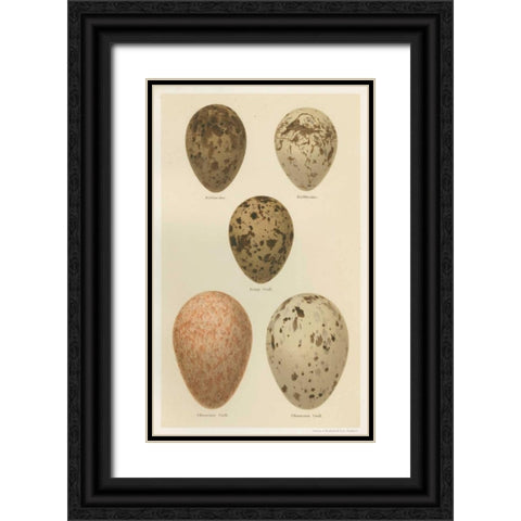 Antique Bird Egg Study IV Black Ornate Wood Framed Art Print with Double Matting by Seehohm, Henry