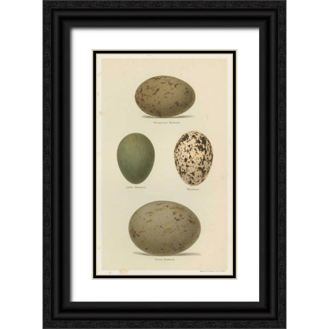 Antique Bird Egg Study V Black Ornate Wood Framed Art Print with Double Matting by Seehohm, Henry