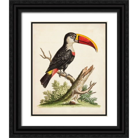 Edwards Toucan Black Ornate Wood Framed Art Print with Double Matting by George Edwards