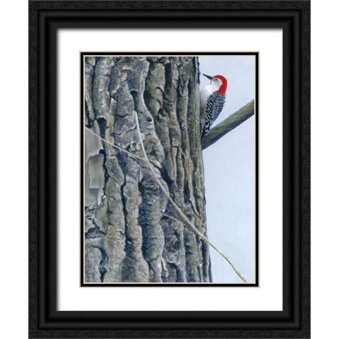 Red Bellied Woodpecker II Black Ornate Wood Framed Art Print with Double Matting by Szatkowski, Fred